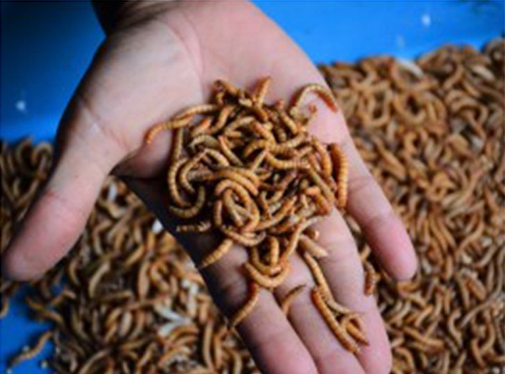 “หนอนนก” อาชีพเสริมน่าสนใจ เลี้ยงง่าย ต้นทุนเบา กำไรงาม