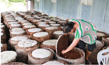 หนอนด้วงสาคู สัตว์เศรษฐกิจตัวใหม่เลี้ยงง่ายรายได้ดี