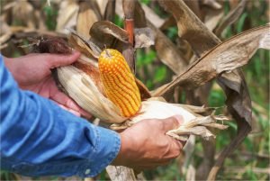 เศษวัสดุเหลือใช้ทางการเกษตรไร้ราคา ถูกแปลงมูลค่าเป็นชีวมวลอัดเม็ดเผาร่วมกับถ่านหินลิกไนต์