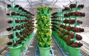 เกษตรแนวตั้ง การเกษตรลดต้นทุนเพิ่มพูนผลผลิต