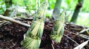 ไผ่บงหสานเพชรน้ำผึ้ง พืชเศรษฐกิจน่าสนใจ โรคเกาต์ก็ทานได้