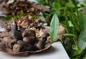 โครงการเห็ดป่าคืนถิ่น ลดการเผาปลูกต้นไม้สร้างความเข้าใจการเพิ่มจำนวนเห็ดป่า