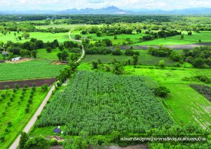 เดินหน้าโครงการหญ้าอาหารสัตว์นำร่องพื้นที่ตำบลบ้านดง 250 ไร่ ส่งเสริมเศรษฐกิจชุมชน สร้างเศรษฐกิจหมุนเวียน